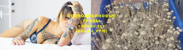 шишки Михайловск