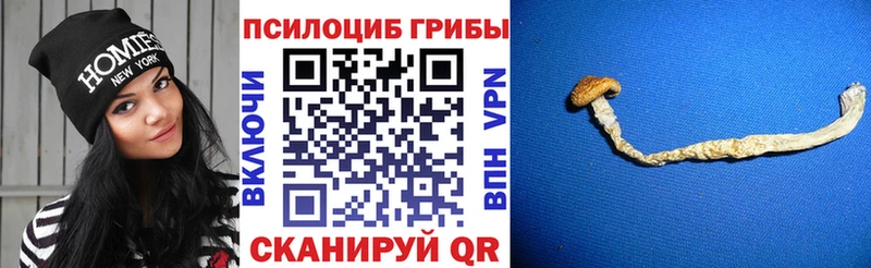 где продают наркотики  ОМГ ОМГ   Галлюциногенные грибы мицелий  Волжский 